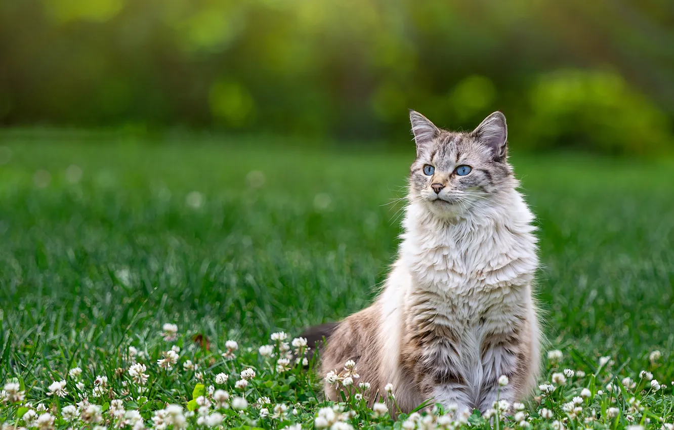 Photo wallpaper cat, cat, flowers, glade, clover
