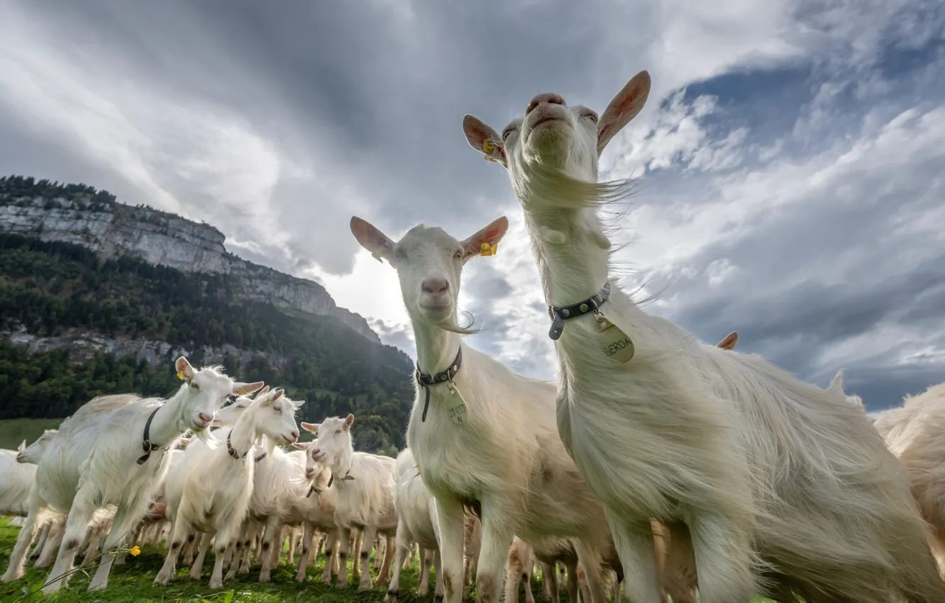 Photo wallpaper mountains, white, view, goat, the herd