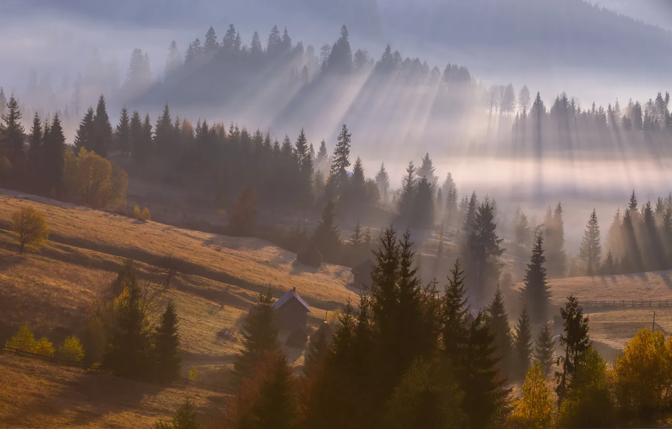 Photo wallpaper trees, beauty, morning, the sun's rays, Murzinov Victor