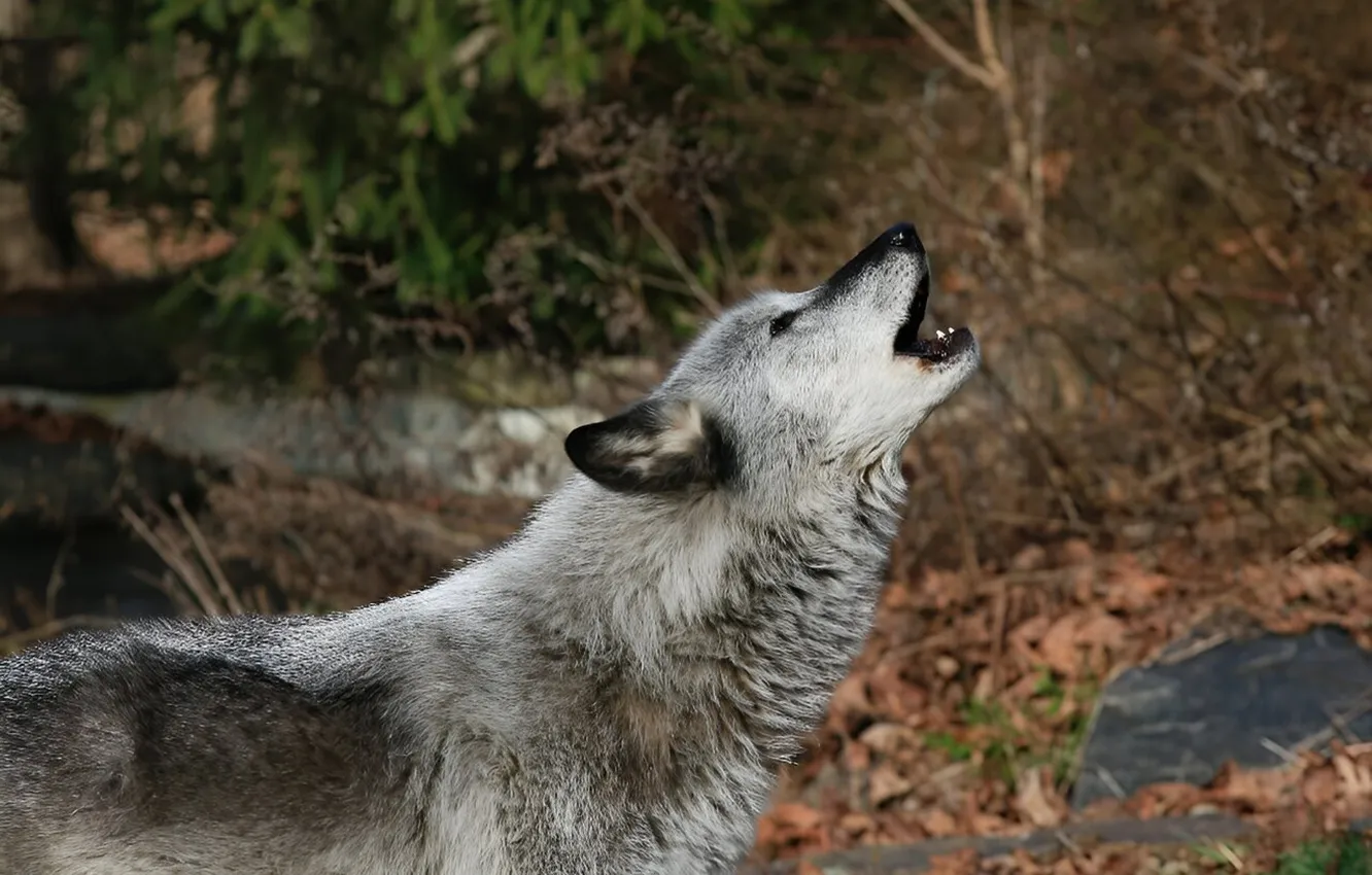 Photo wallpaper nature, Gray Wolf, face, animal, wolf, canis lupus, wildlife, head