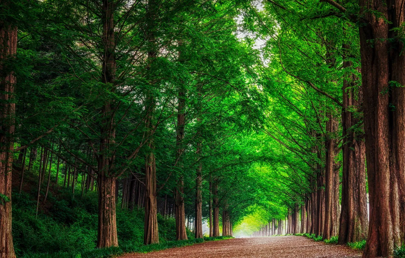 Photo wallpaper road, forest, trees, landscape, nature, alley, South Korea, metasequoia