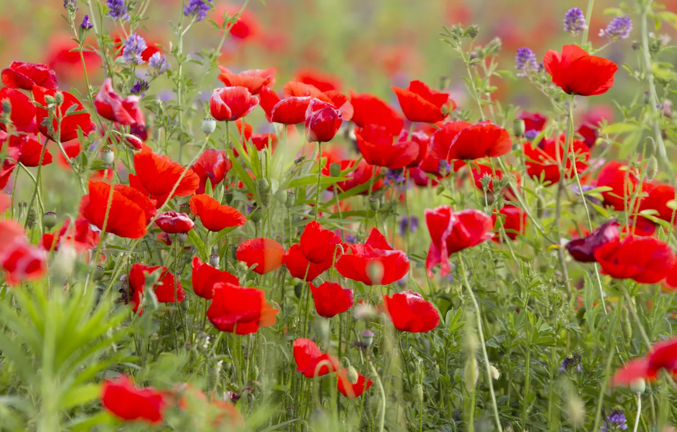 Photo wallpaper field, flowers, Maki, red