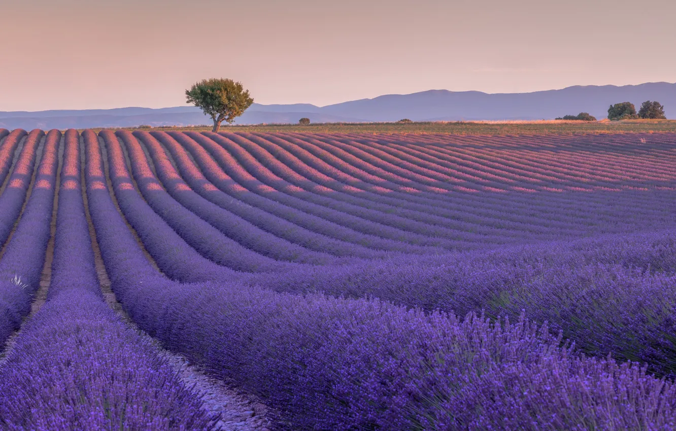 Photo wallpaper field, tree, France, France, lavender, Valensole, Valensole