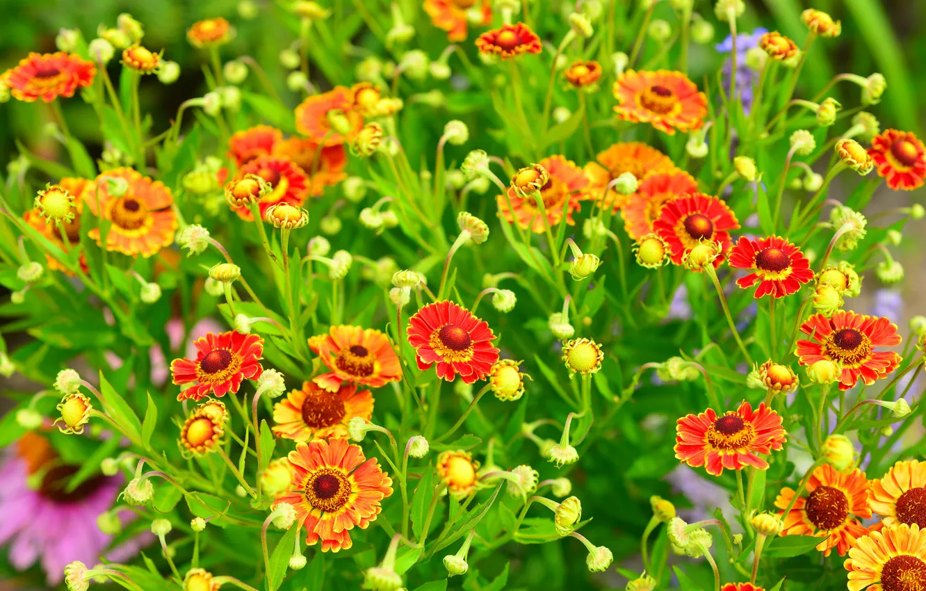 Photo wallpaper field, nature, plant, meadow