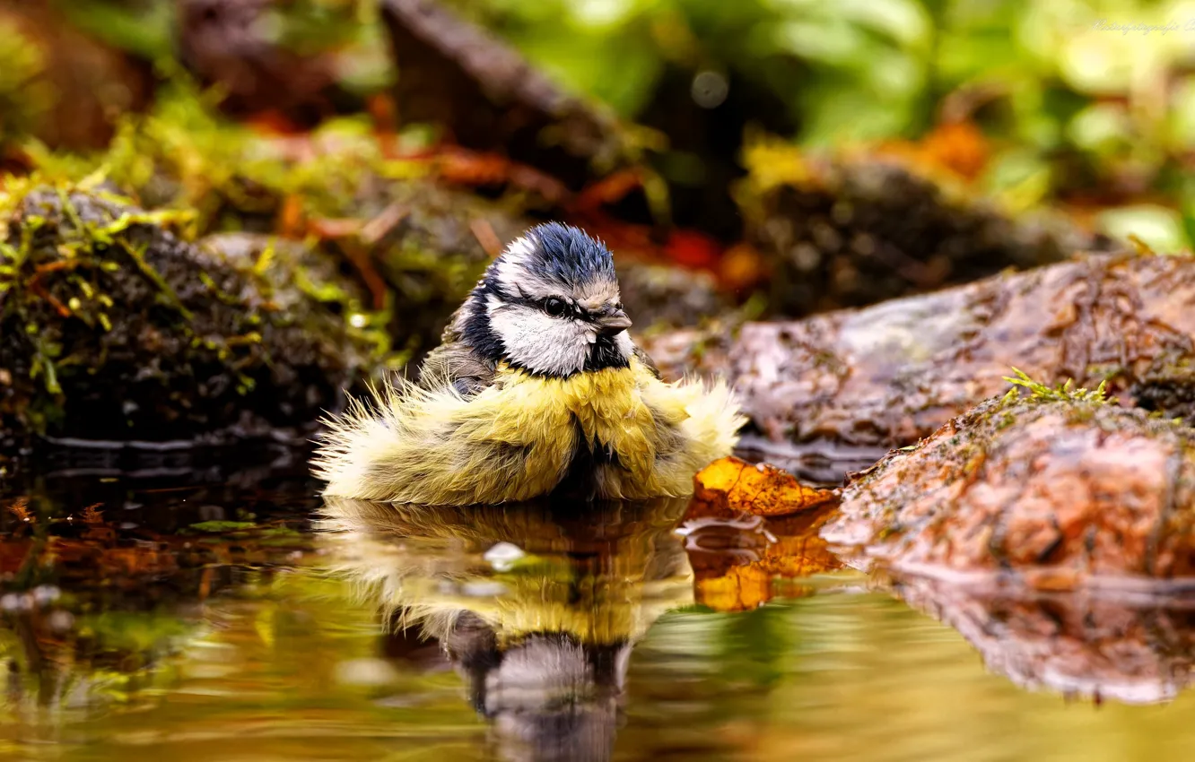 Photo wallpaper water, nature, bird, moss, Sparrow