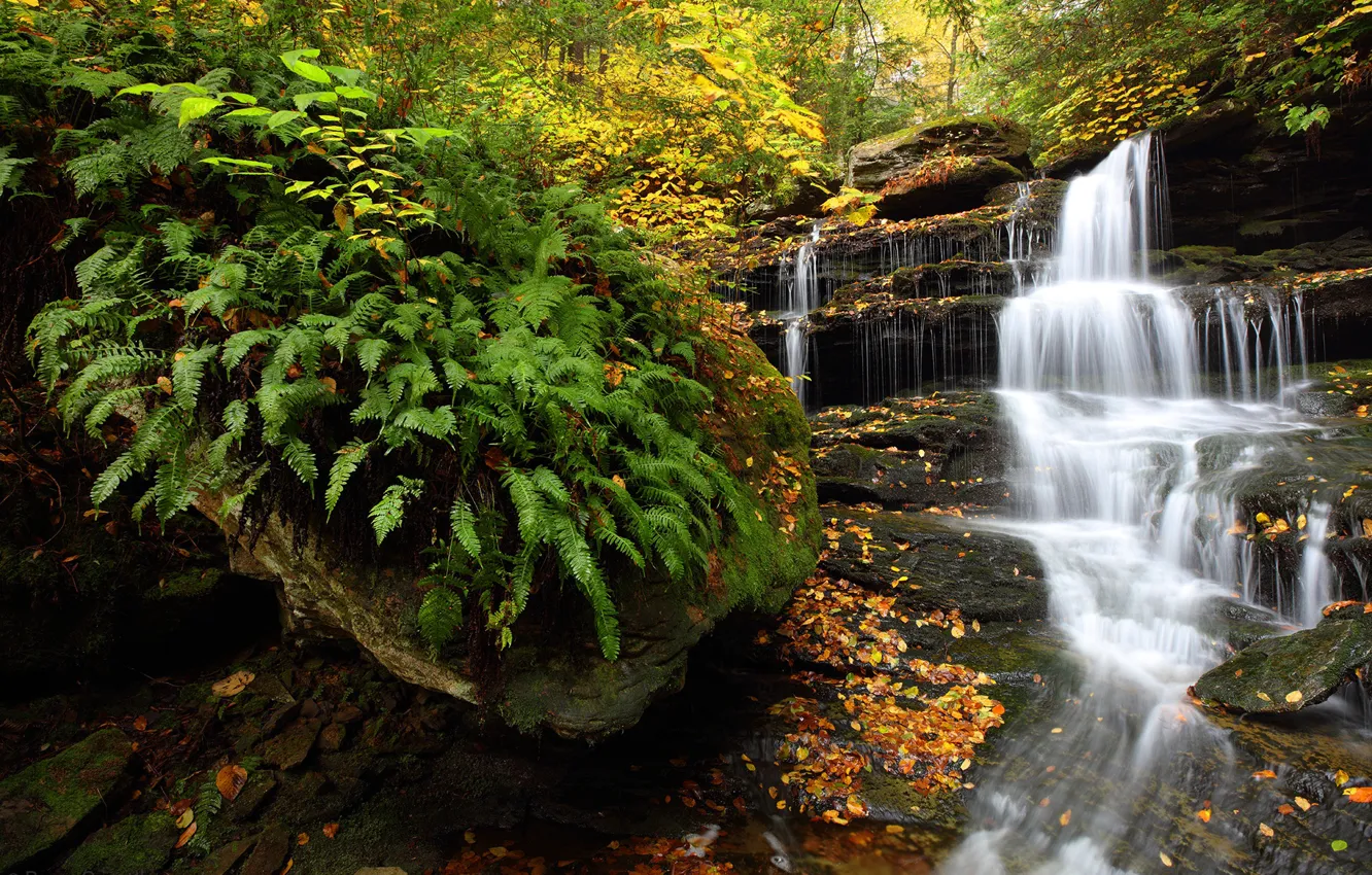 Photo wallpaper autumn, forest, waterfall, PA, fern, cascade, Pennsylvania, Ricketts Glen State Park
