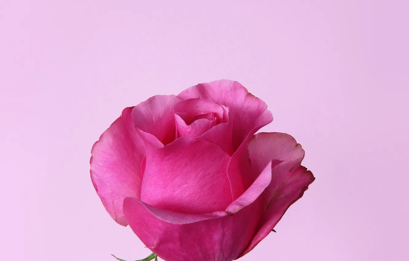 Photo wallpaper roses, petals, buds