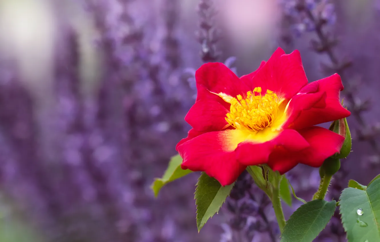 Photo wallpaper flower, flowers, rose, briar, red, lavender, bokeh
