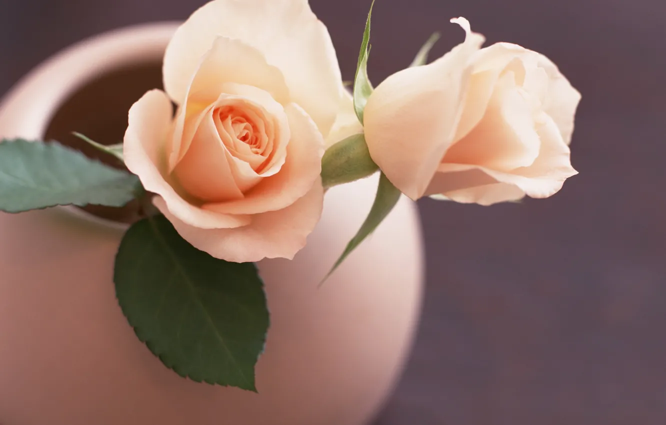 Photo wallpaper roses, vase, pink