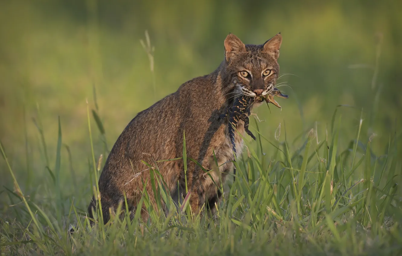 Photo wallpaper grass, lynx, mining