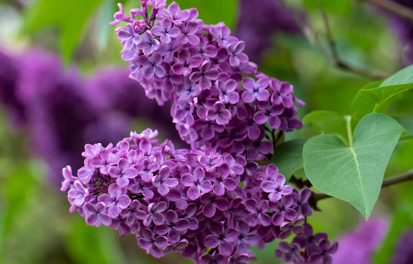 Photo wallpaper macro, branches, lilac, inflorescence