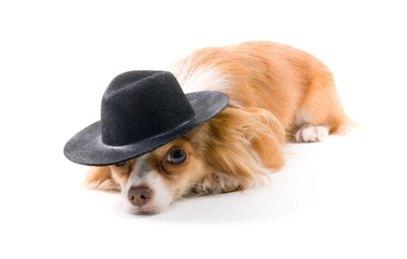 Photo wallpaper dog, hat, white background, red