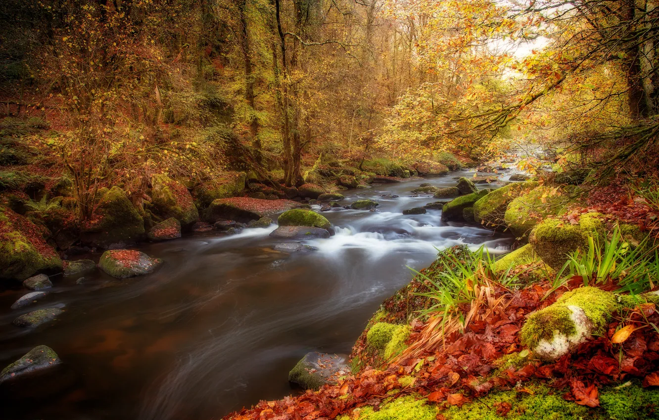 Photo wallpaper autumn, forest, leaves, river, pond