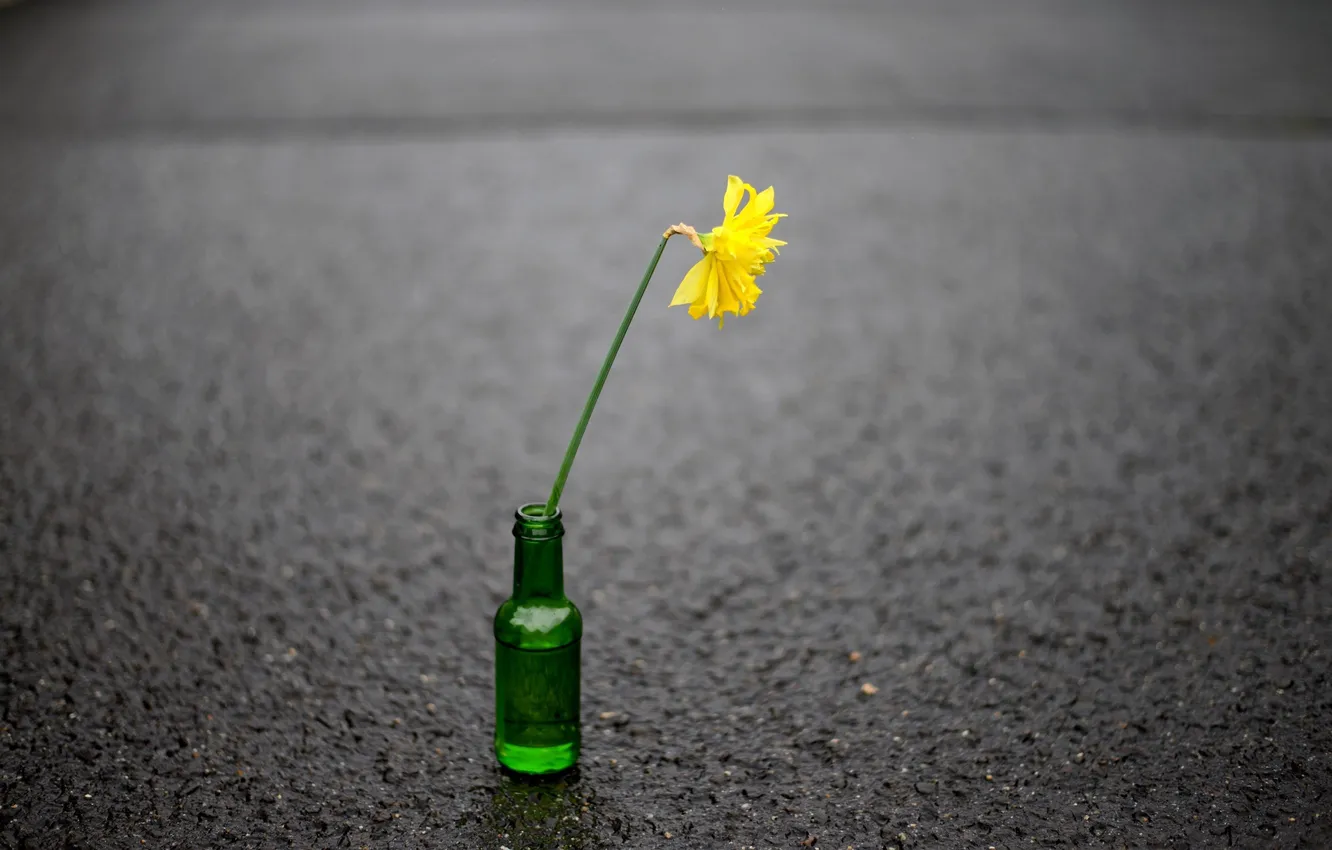 Photo wallpaper flower, street, bottle