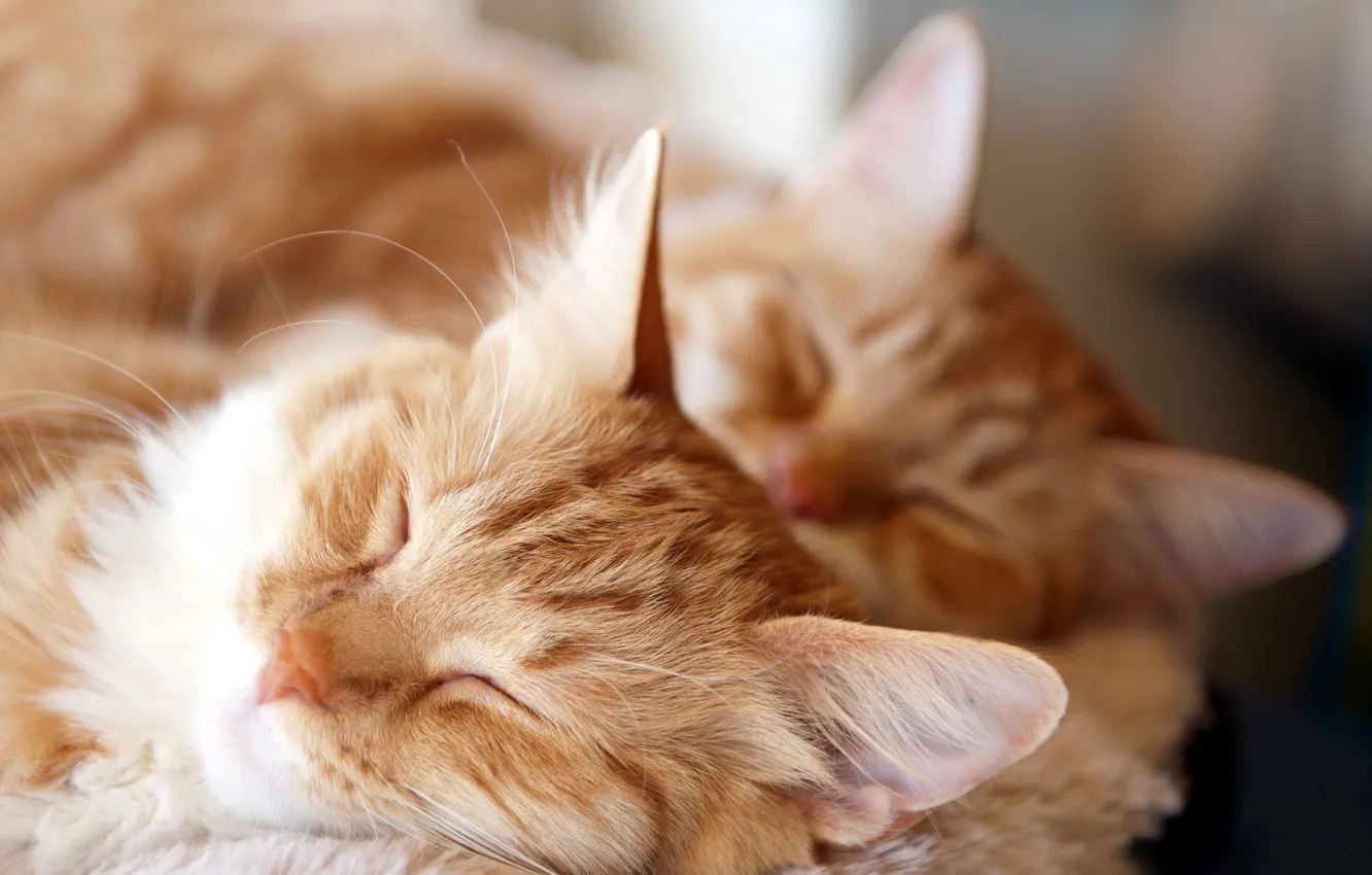 Photo wallpaper cat, comfort, background, home