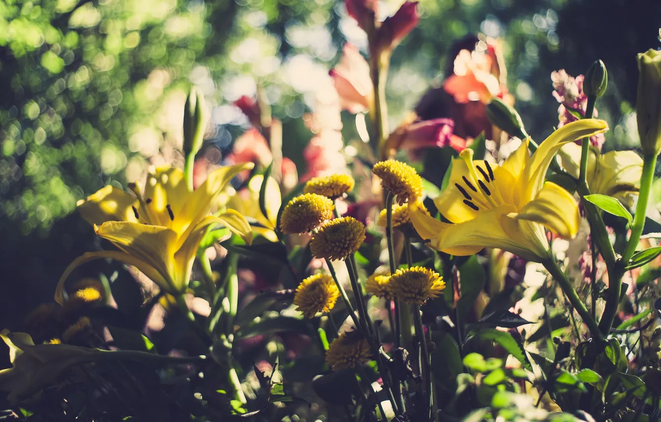 Photo wallpaper flowers, Lily, petals