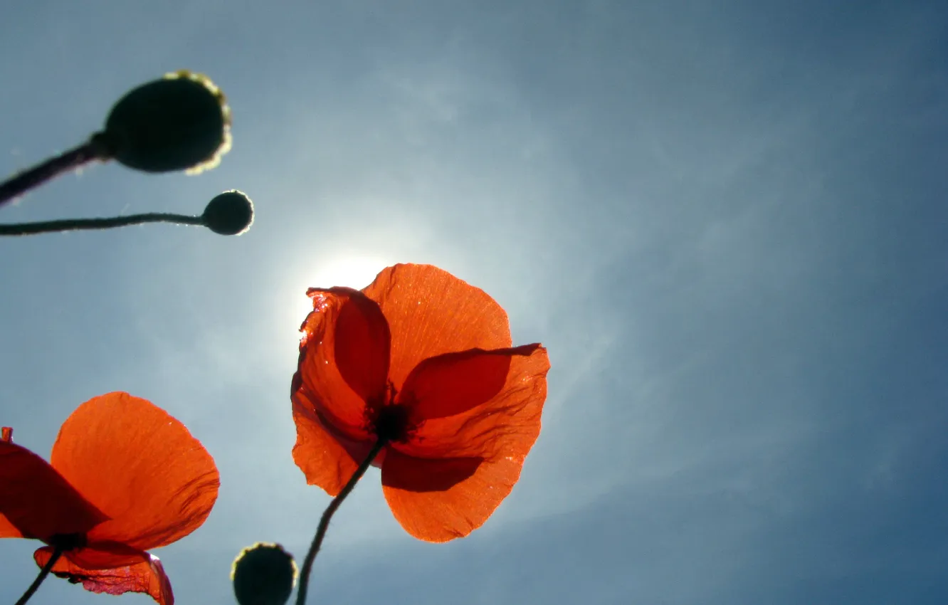 Photo wallpaper the sky, the sun, flowers, Maki