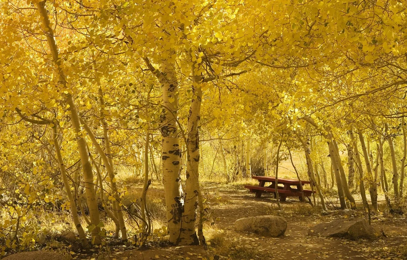 Photo wallpaper autumn, yellow, stones, foliage, woods, birch, the sun-drenched