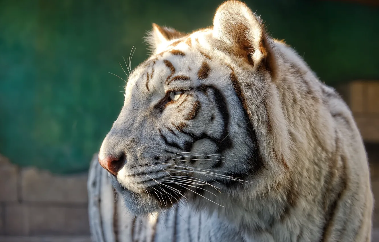 Photo wallpaper face, predator, profile, white tiger, wild cat