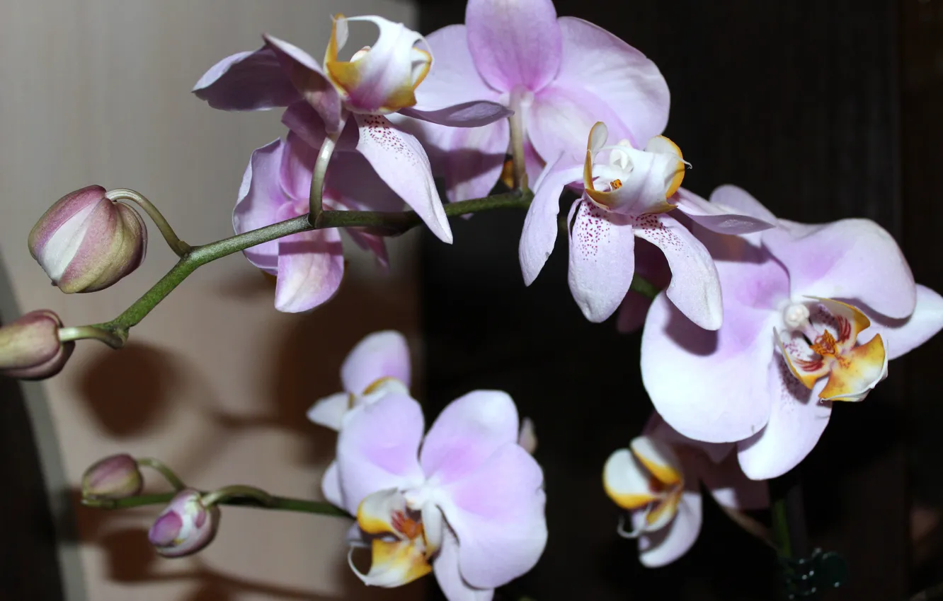 Photo wallpaper flowers, beauty, orchids