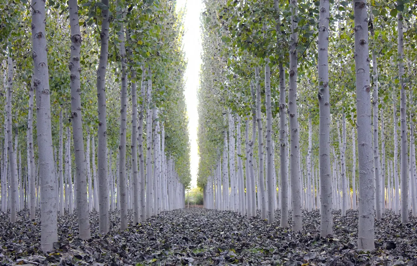 Photo wallpaper leaves, trees, nature