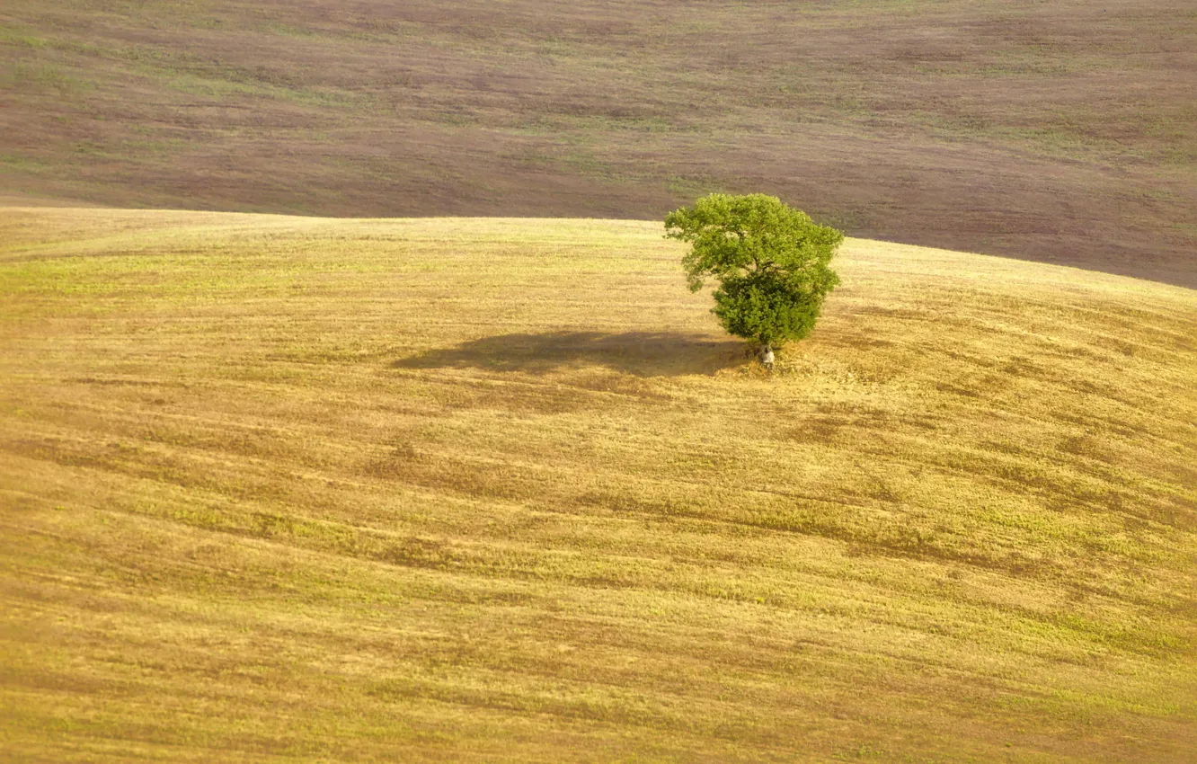 Photo wallpaper tree, shadow, farmland