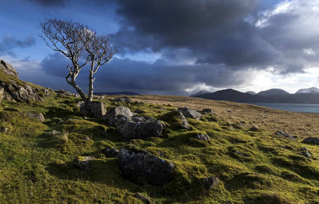 Photo wallpaper the sky, clouds, trees, stones