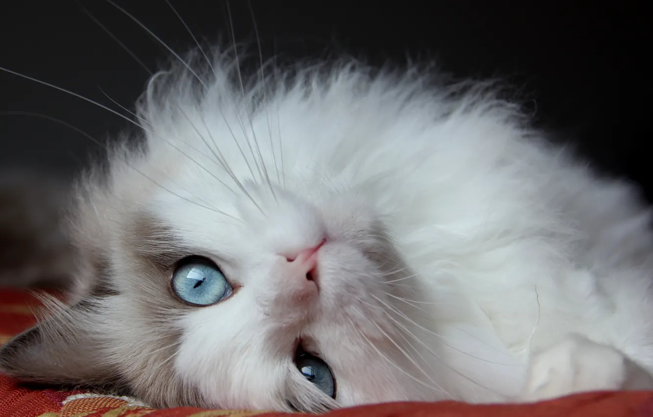 Photo wallpaper cat, cat, hairy, lies