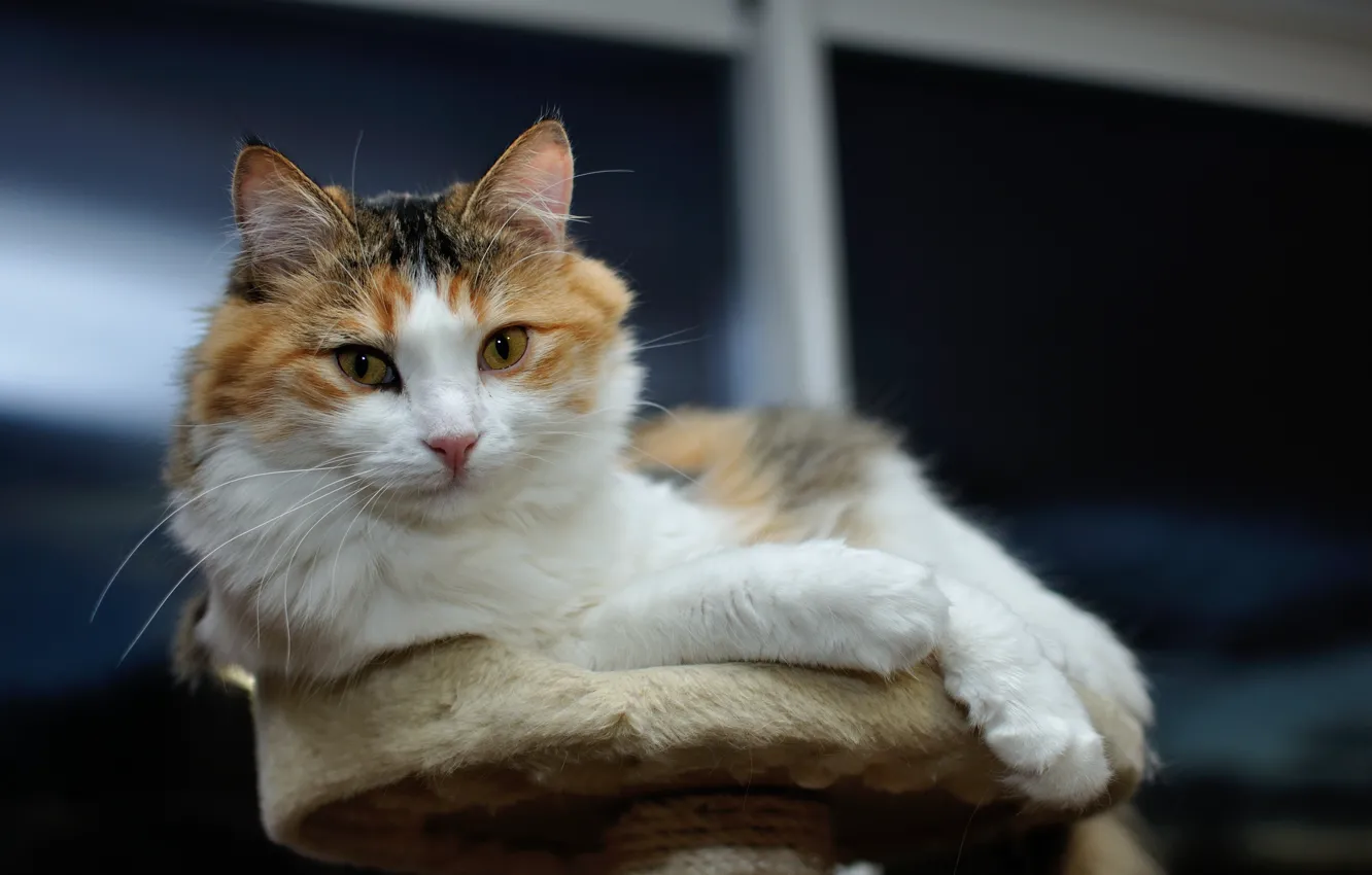 Photo wallpaper cat, lies, face