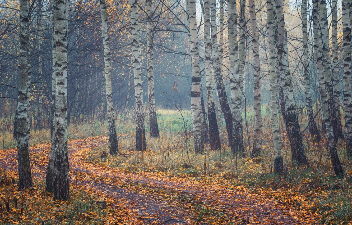 Photo wallpaper autumn, forest, fog, birch, birch grove