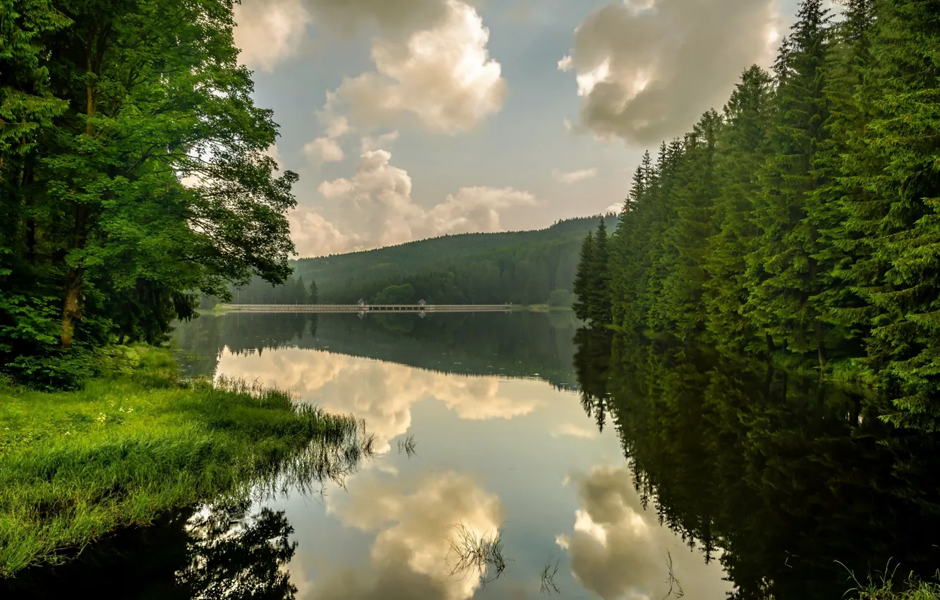 Photo wallpaper forest, summer, dam