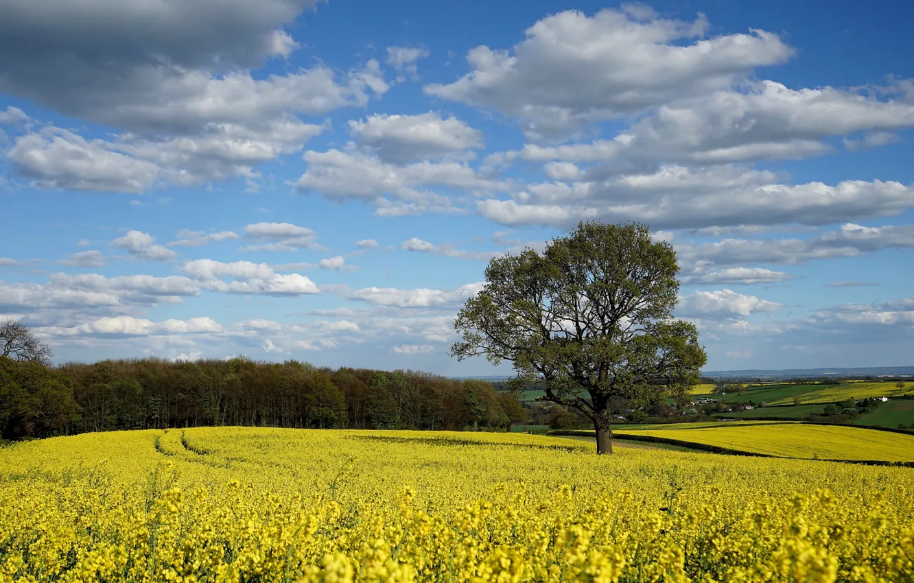 Photo wallpaper field, forest, nature, rape