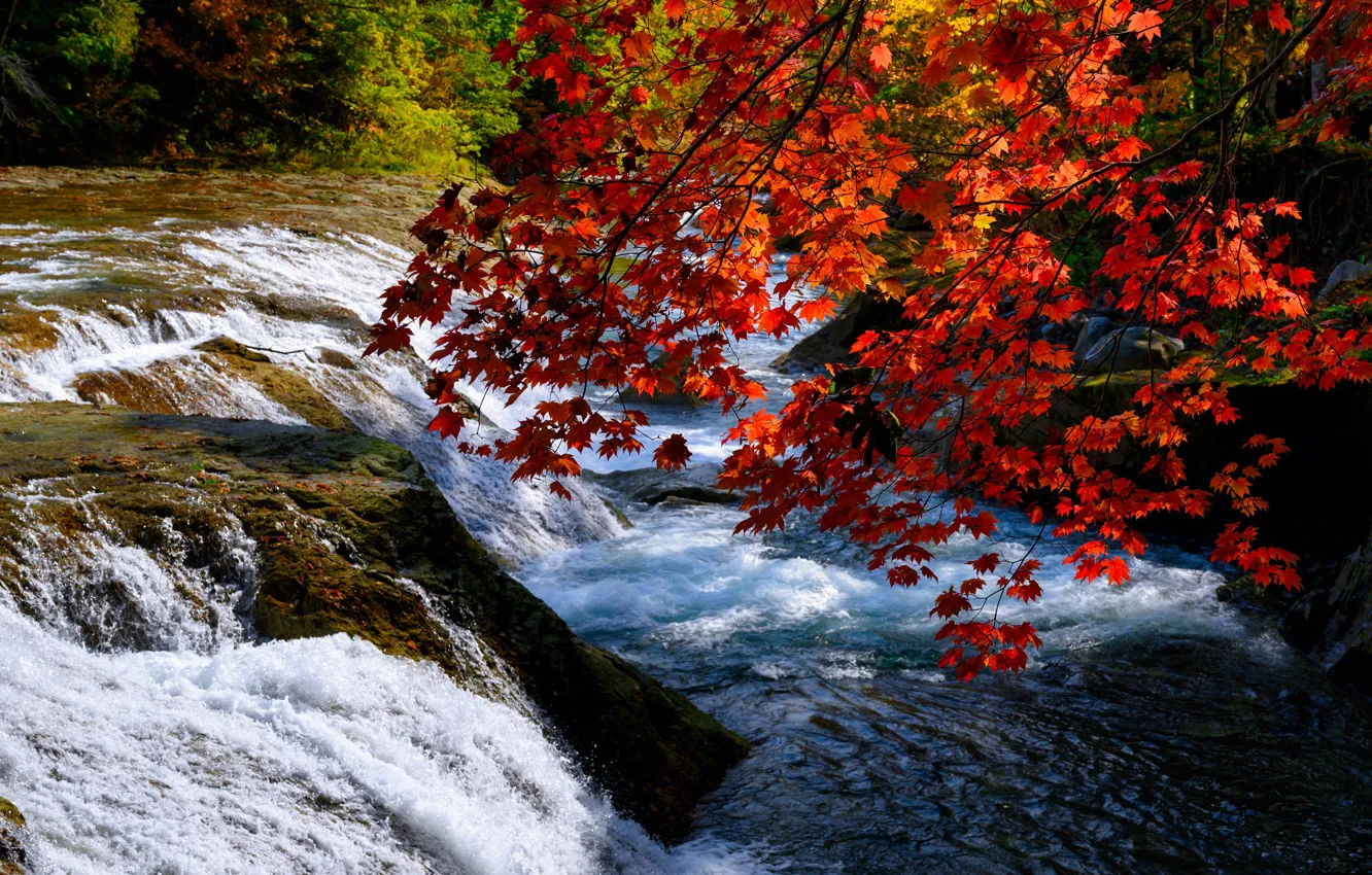 Photo wallpaper autumn, leaves, shore, foliage, waterfall, red