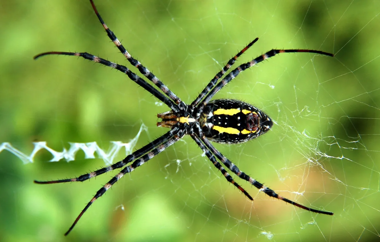 Photo wallpaper web, spider, insect