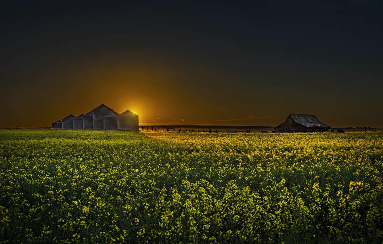 Photo wallpaper field, night, rape