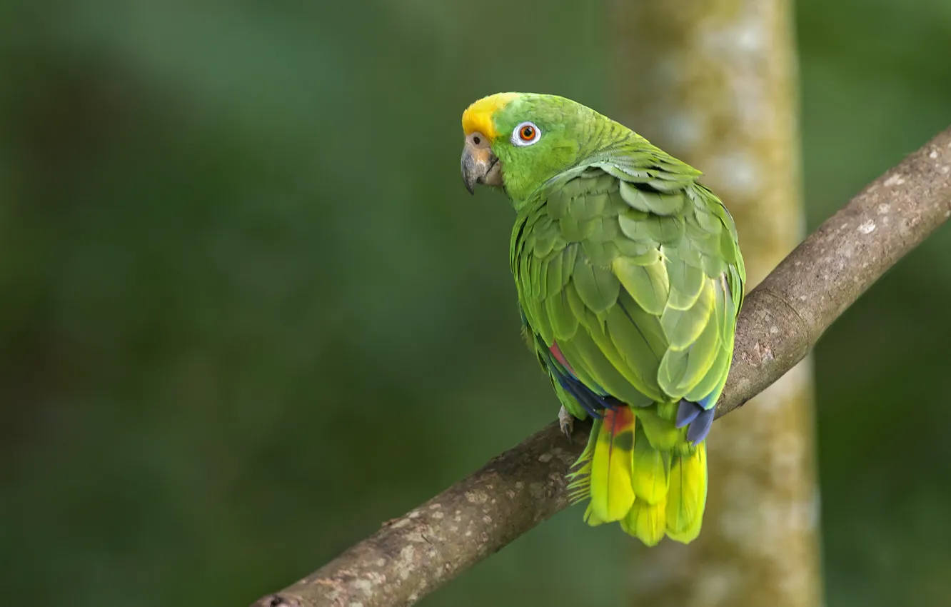Photo wallpaper color, eyes, colors, parrot, parrot, eye, branches, branches