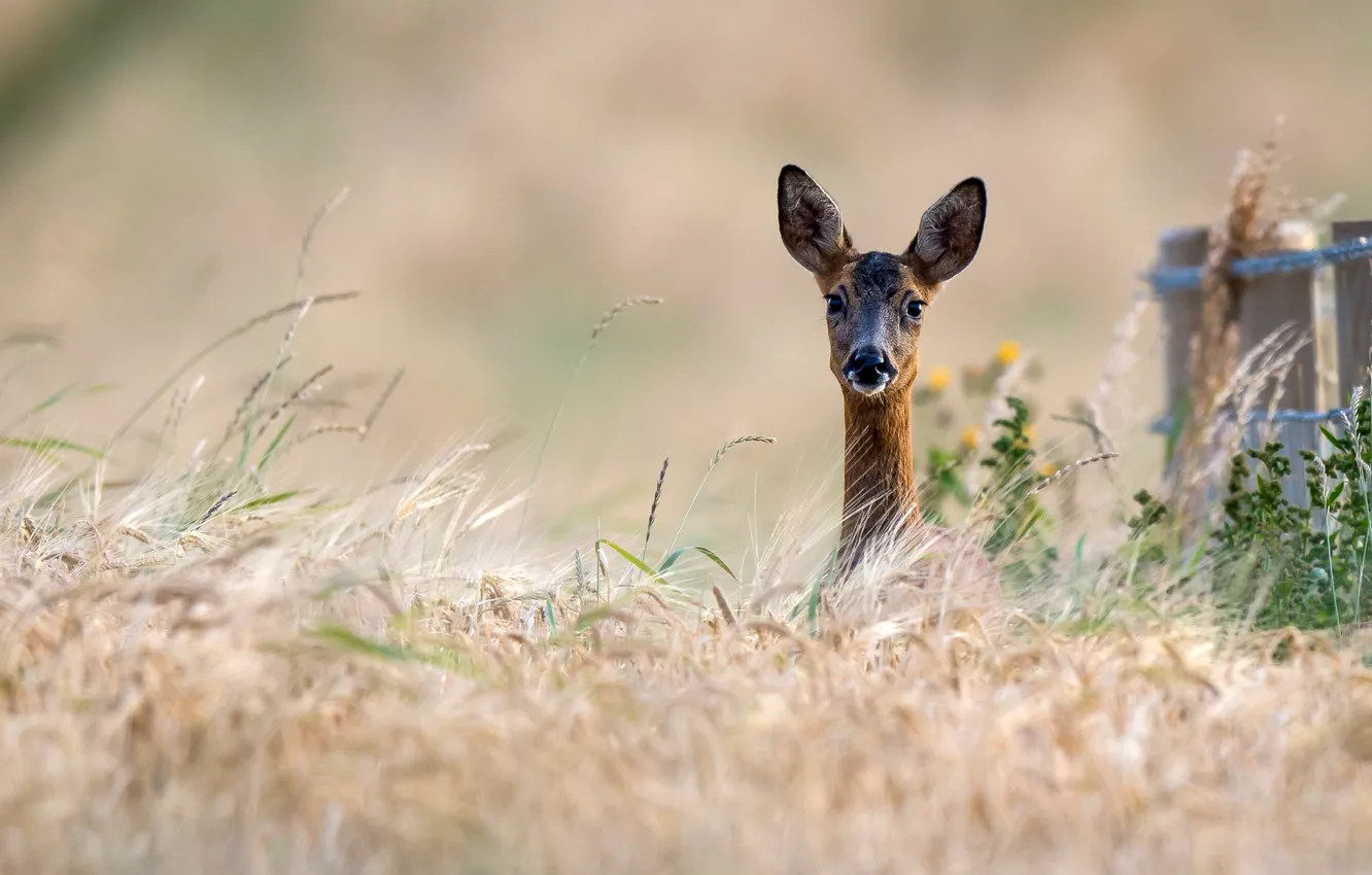 Photo wallpaper grass, face, nature, ears, ROE, bokeh, Peeps