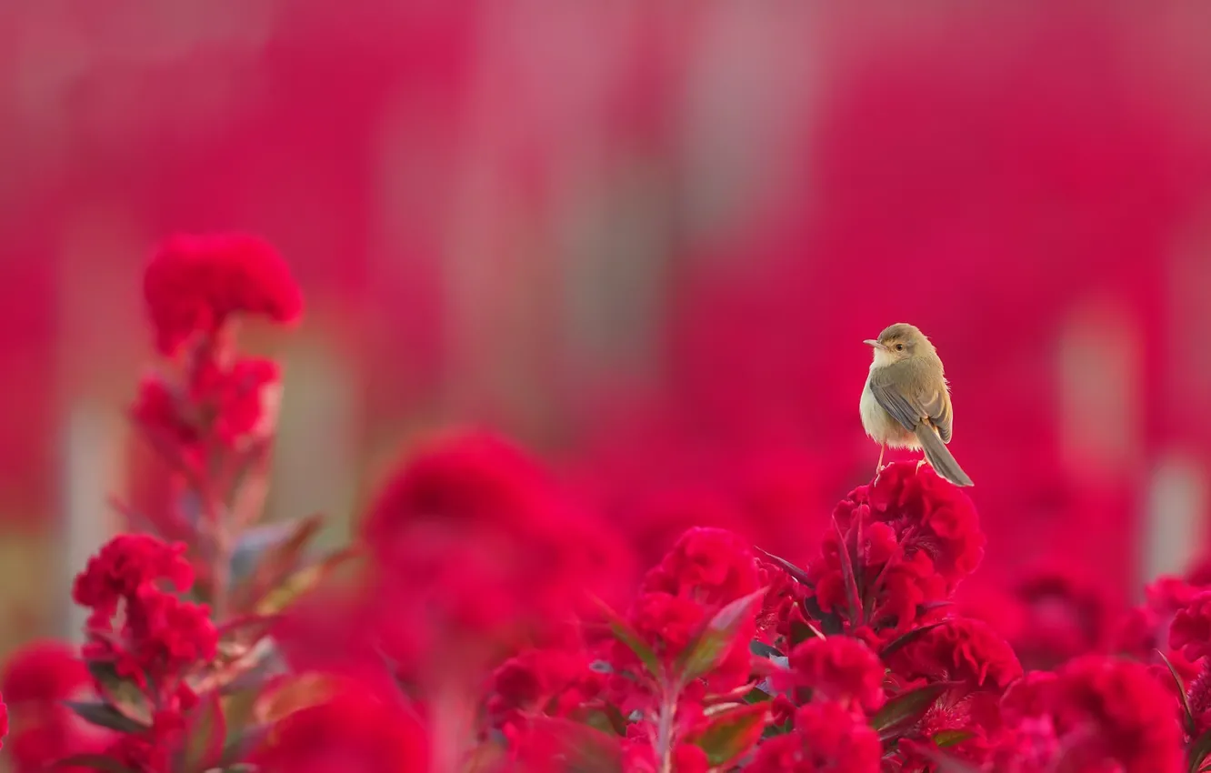 Photo wallpaper summer, flowers, bird