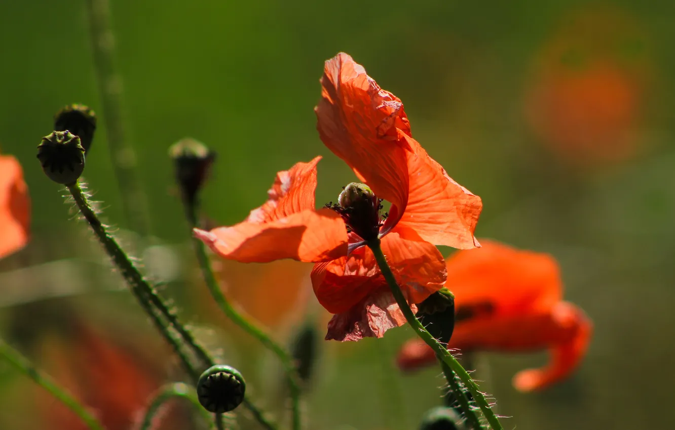 Photo wallpaper red, flower, poppy