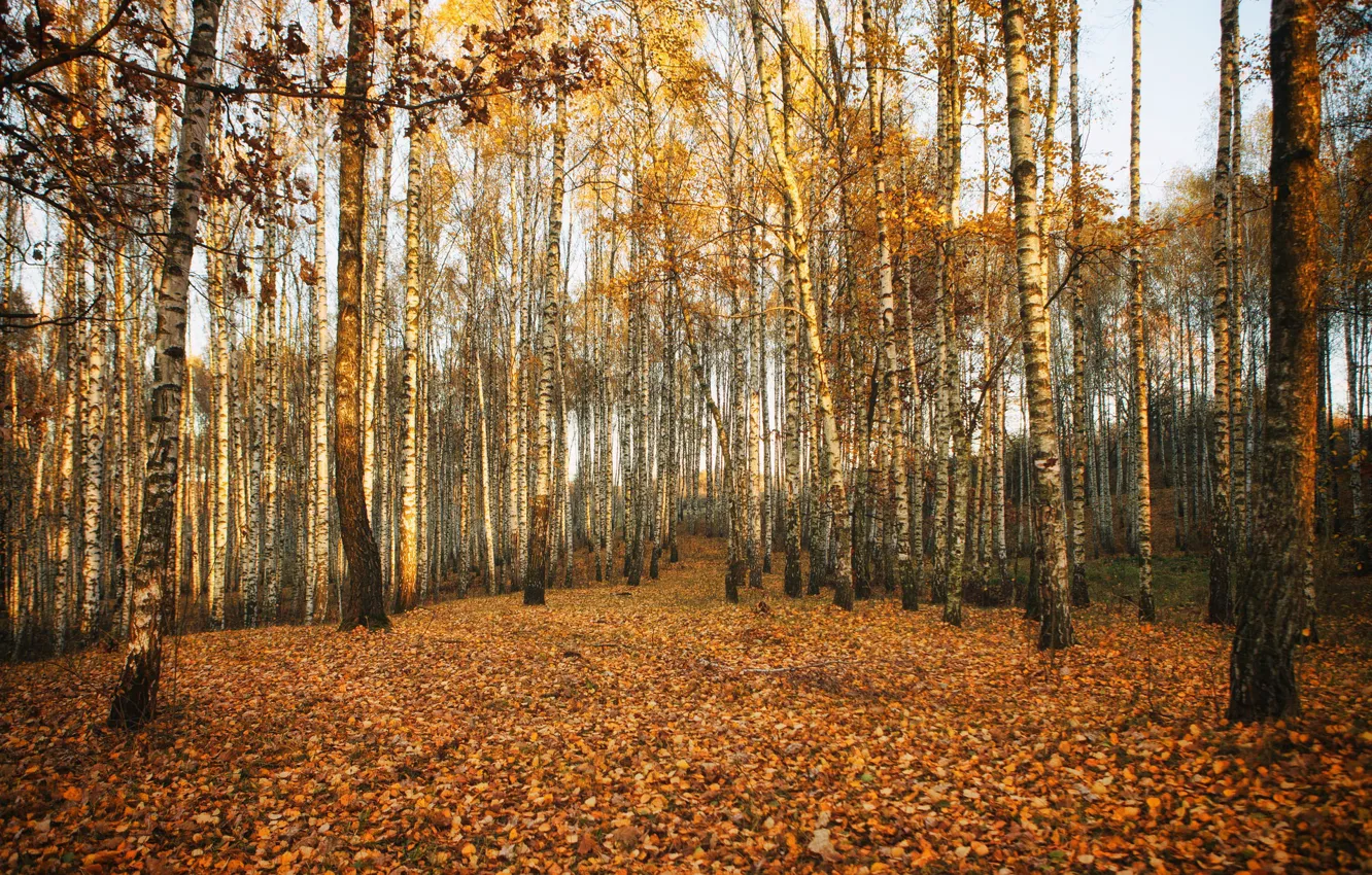 Photo wallpaper autumn, birch, grove