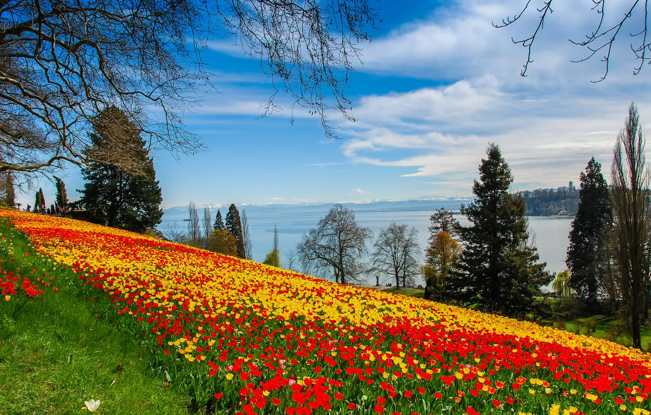 Photo wallpaper grass, trees, landscape, flowers, lake, slope, tulips