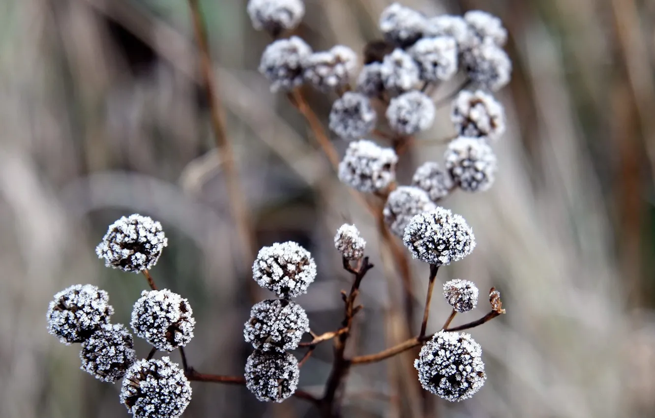 Photo wallpaper snow, branches, background