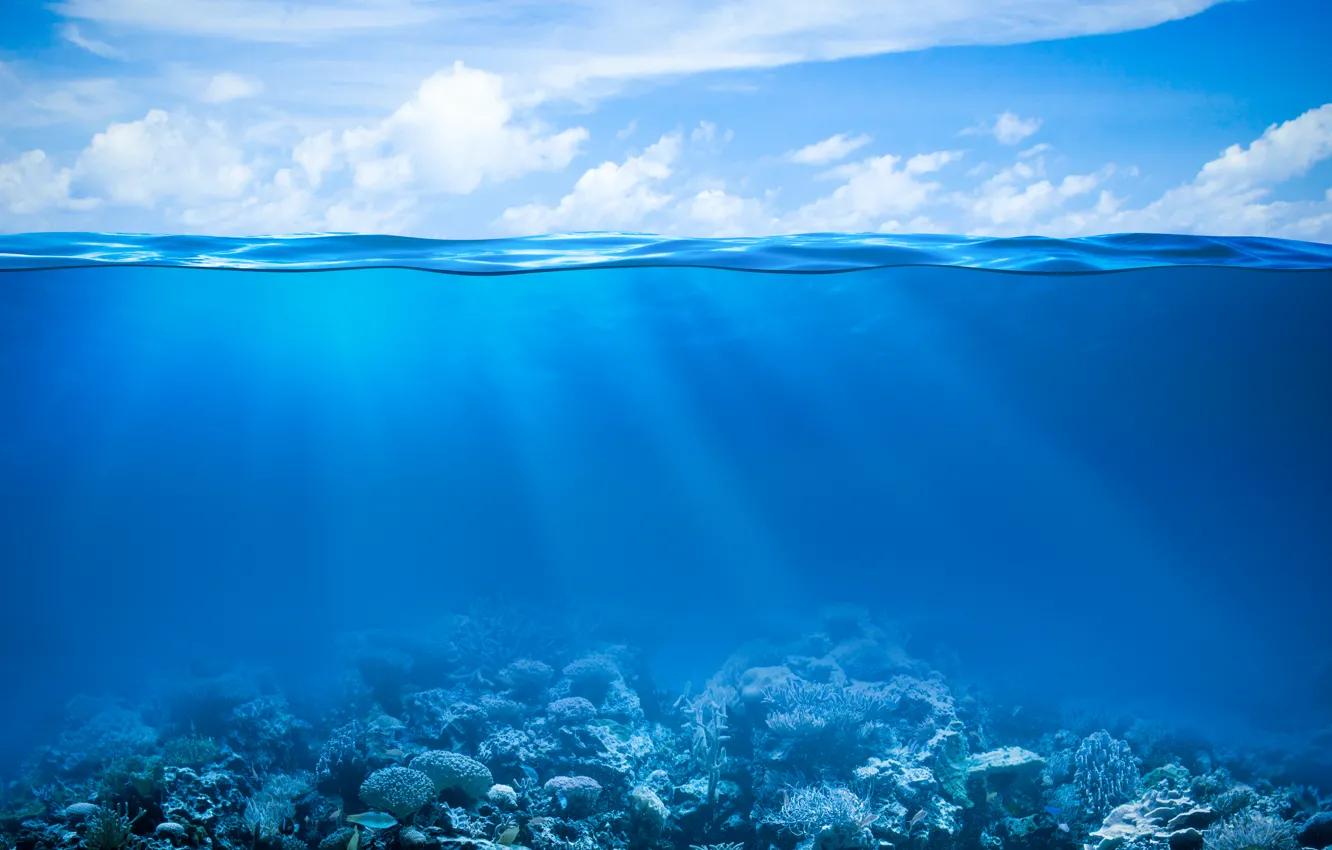 Photo wallpaper sea, the ocean, underwater world, underwater, ocean, fishes, tropical, reef