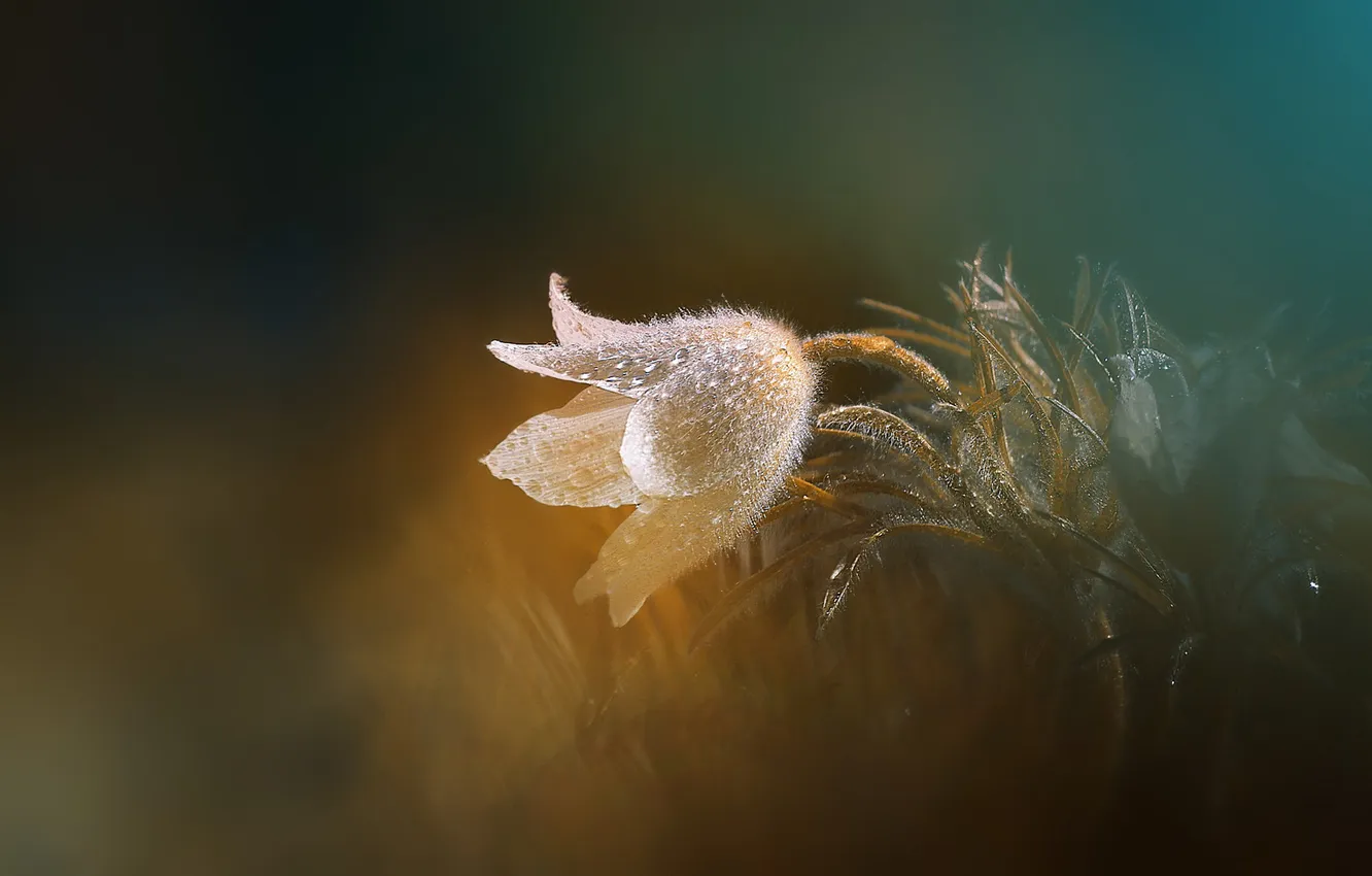 Photo wallpaper flowers, spring, anemones, cross