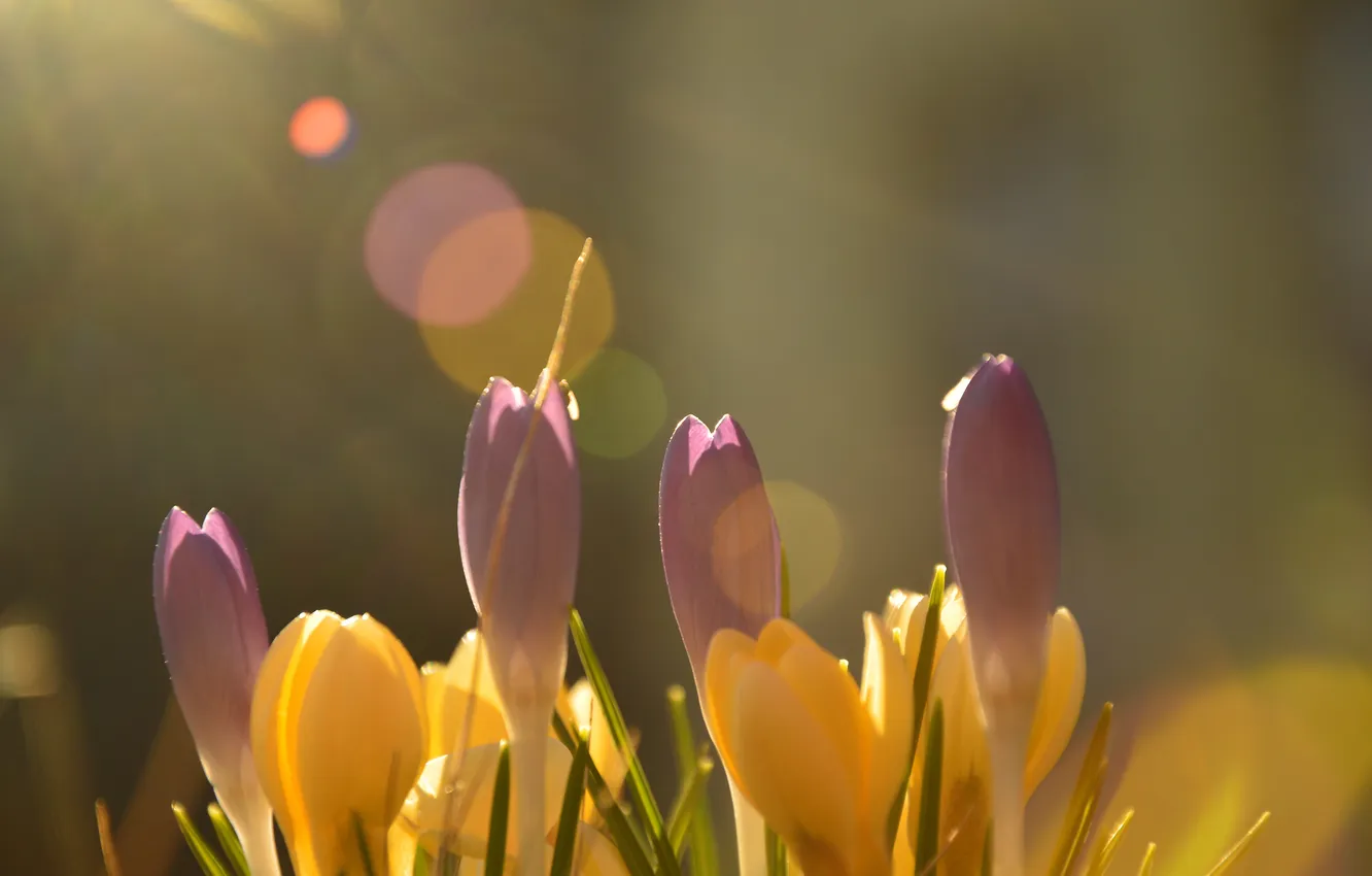 Photo wallpaper the sun, rays, light, flowers, yellow, glare, spring, crocuses