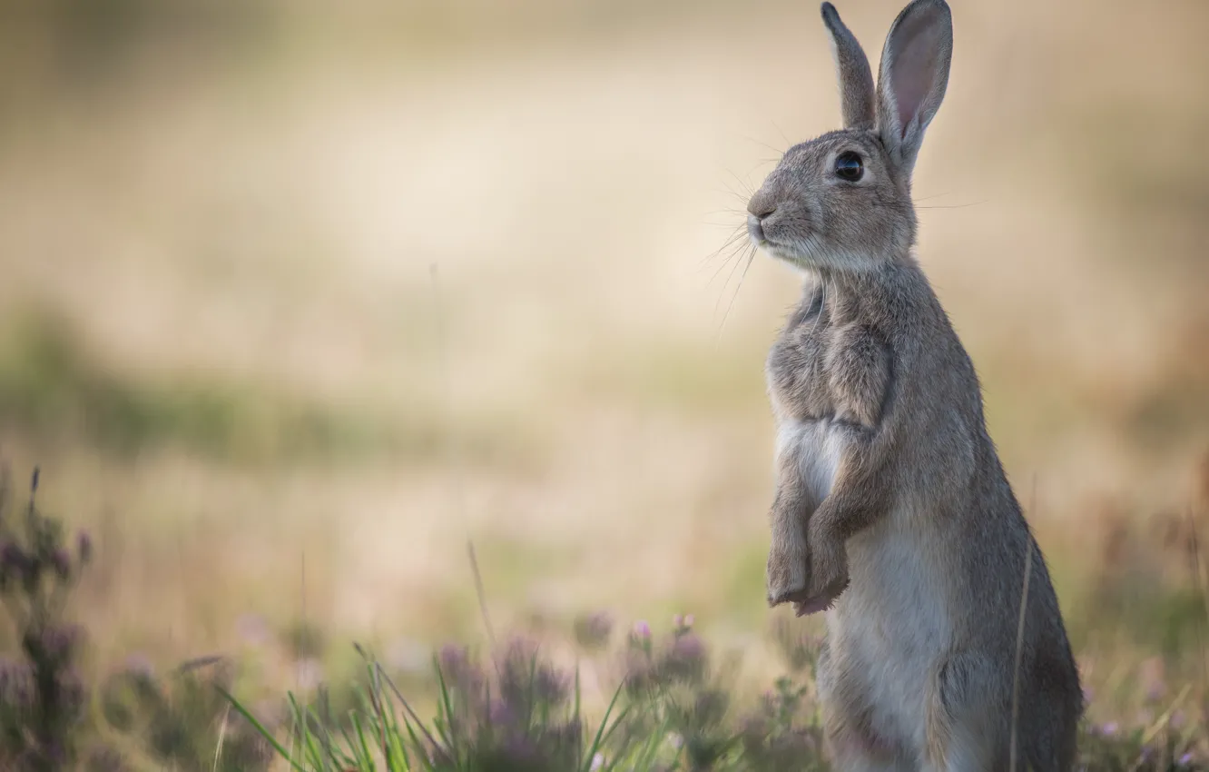 Photo wallpaper hare, Bunny, stand, bokeh