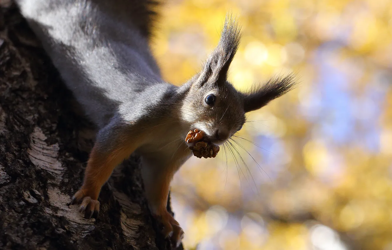 Photo wallpaper autumn, trees, animal, protein, nuts, squirrel, rodent