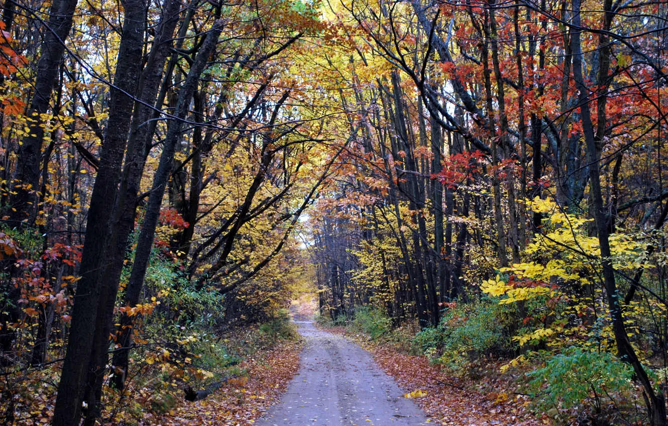 Photo wallpaper road, autumn, forest, foliage, forest, road, autumn, leaves