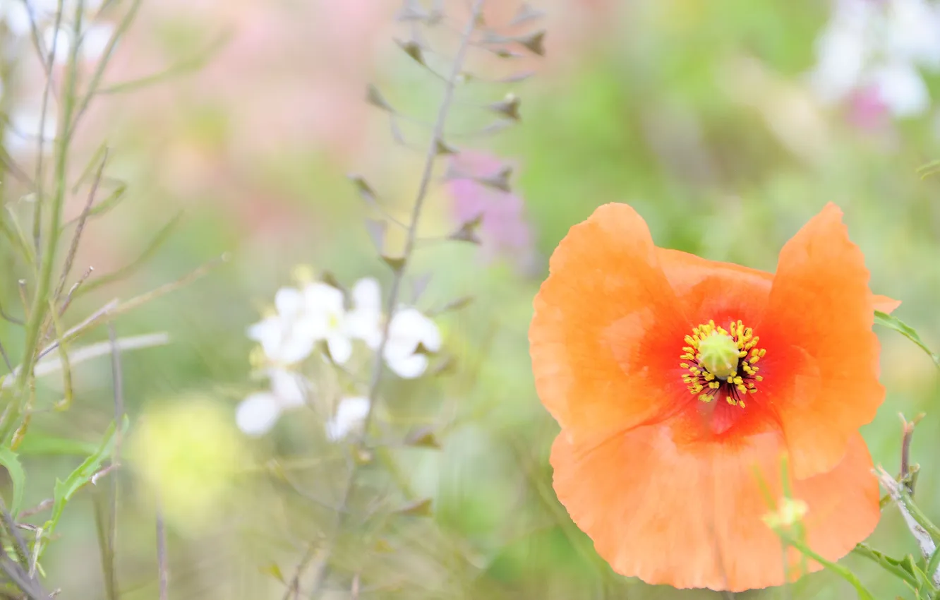 Photo wallpaper summer, grass, macro, flowers, orange, glade, tenderness, plant