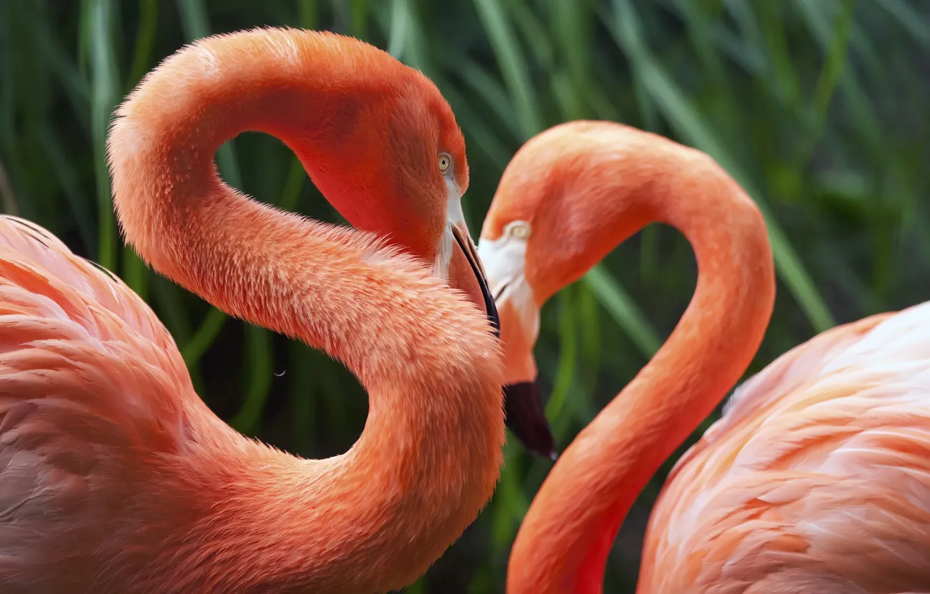 Photo wallpaper greens, bird, Flamingo